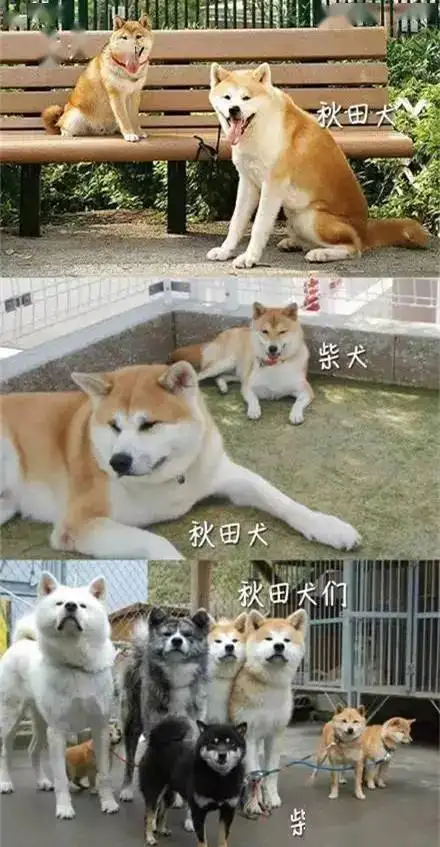 秋田犬和柴犬哪个聪明(秋田犬和柴犬哪个更聪明)