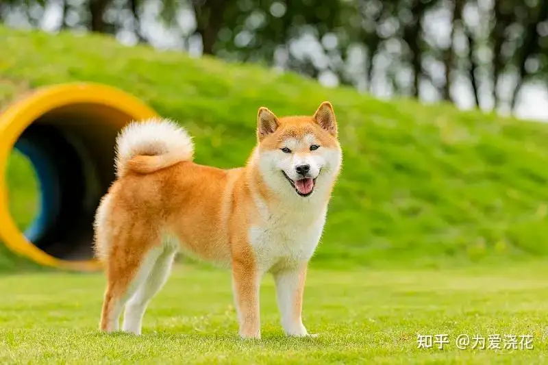 秋田犬大小(秋田犬最大能长多大)