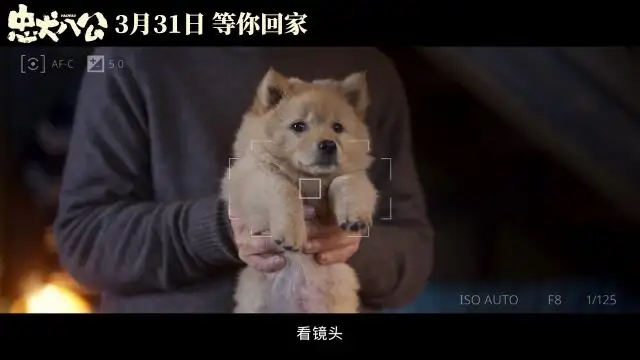 忠犬八公预告(忠犬八公剧情简介)