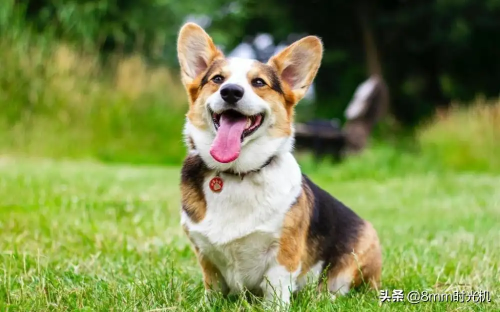 所有中型犬(中型犬有多少种)