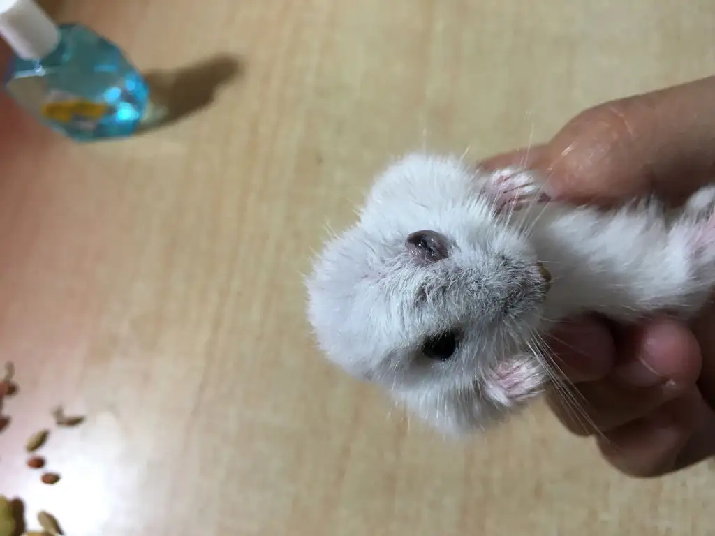 仓鼠的眼睛睁不开怎么办(仓鼠的眼睛睁不开怎么办视频)