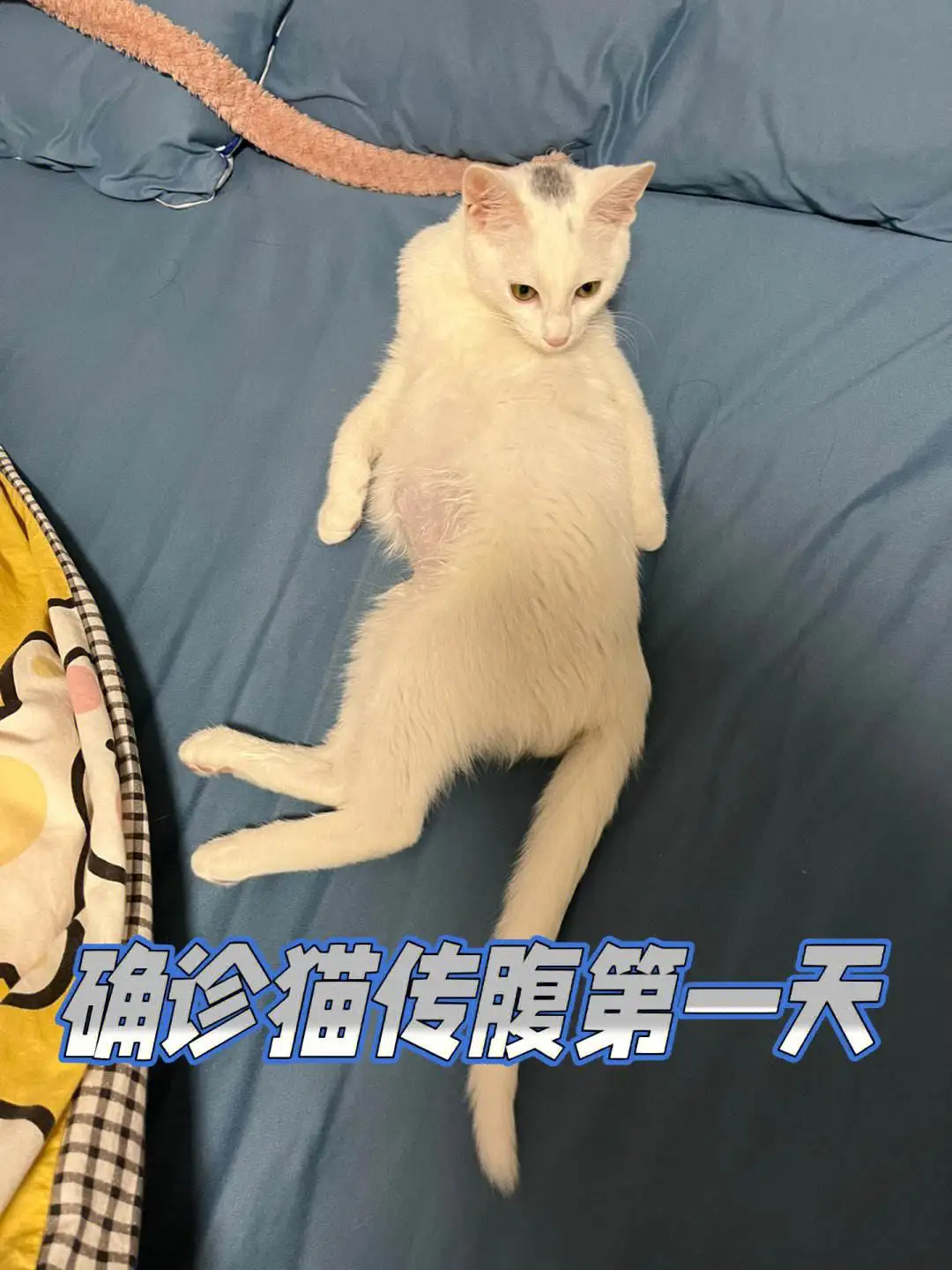 猫传腹有那些症状(猫传腹是什么症状?)