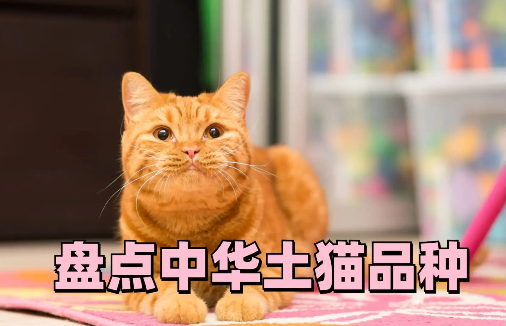 猫咪的品种及价格大全(猫咪的品种及价格大全表)