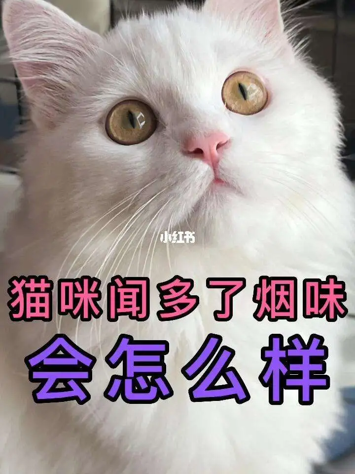 猫讨厌烟味吗(猫很讨厌烟味吗)