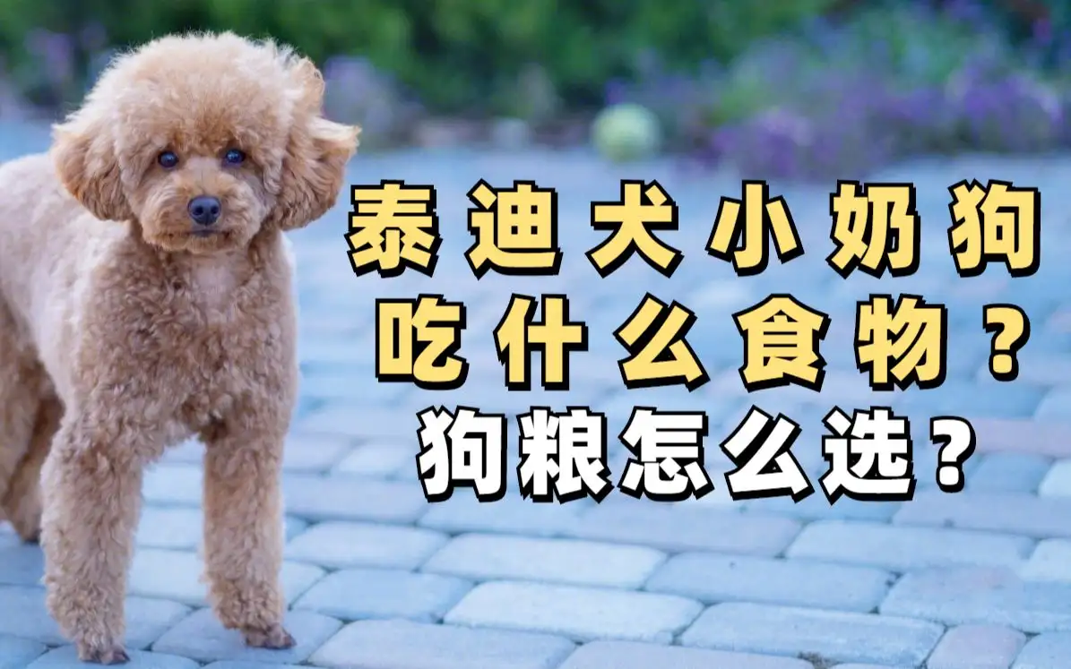 哺乳期狗吃什么狗粮好(幼犬除了狗粮还能吃什么)