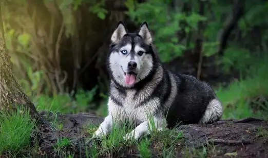 阿拉斯加犬能活多少岁(阿拉斯加犬一般能活多少年)