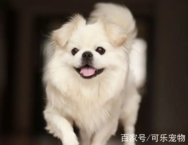 中国本土小型犬(中国本土小型犬品种)