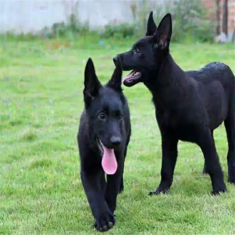 所有中型犬(中型犬有多少种)