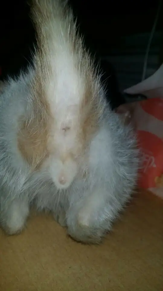 公猫与母猫有什么区别(公猫与母猫有什么区别吗)