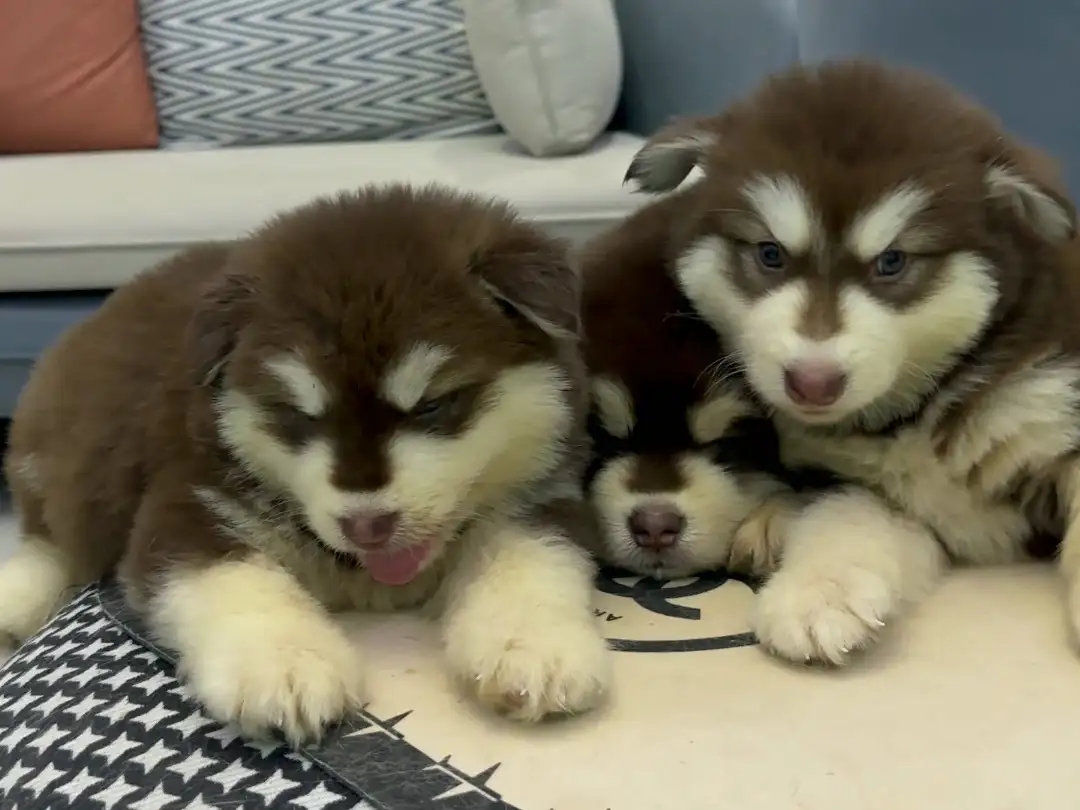 买一只阿拉斯加幼犬多少钱啊(阿拉斯加犬幼犬一只大约多少钱)