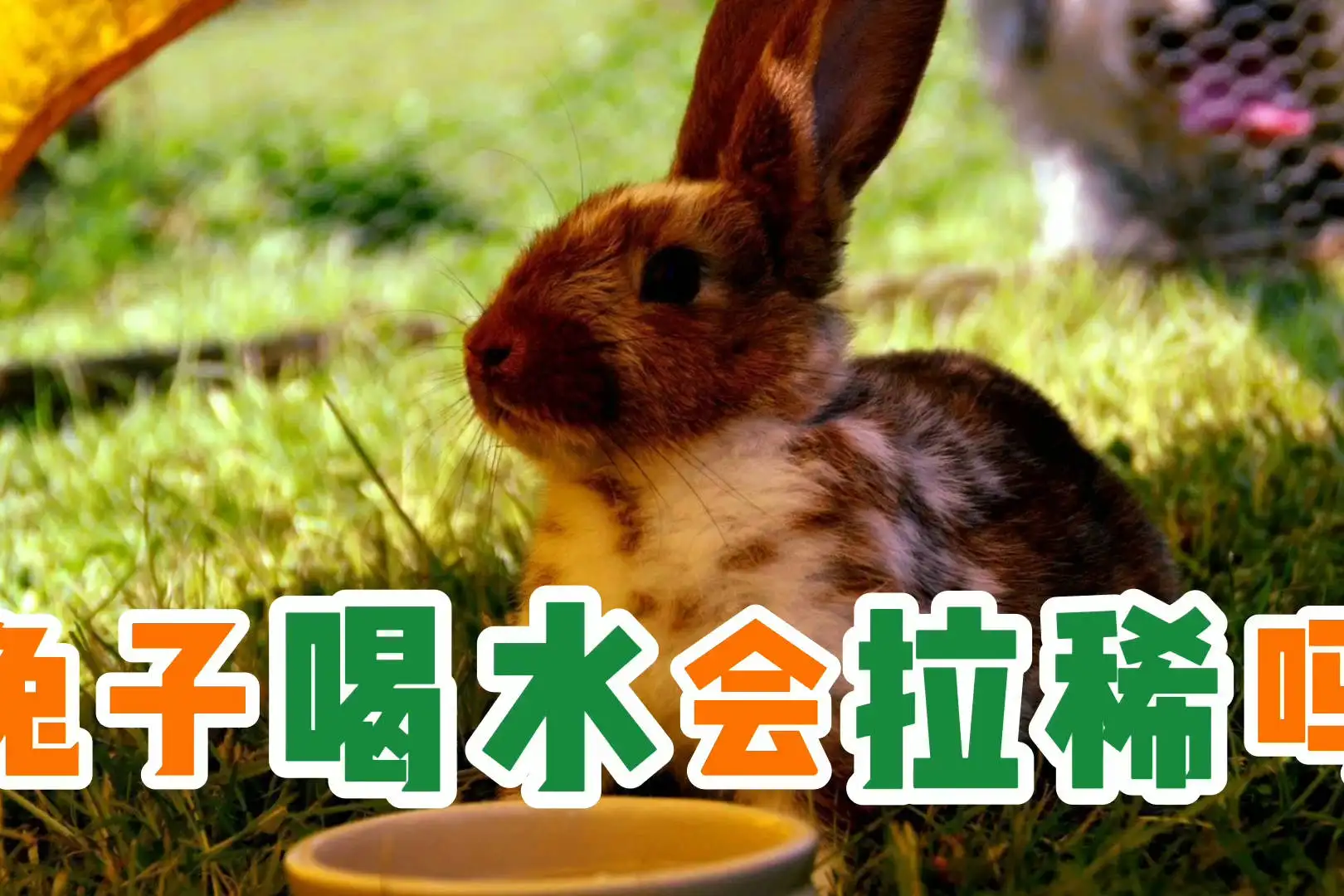 兔子爱喝水(兔子能喂水喝吗)