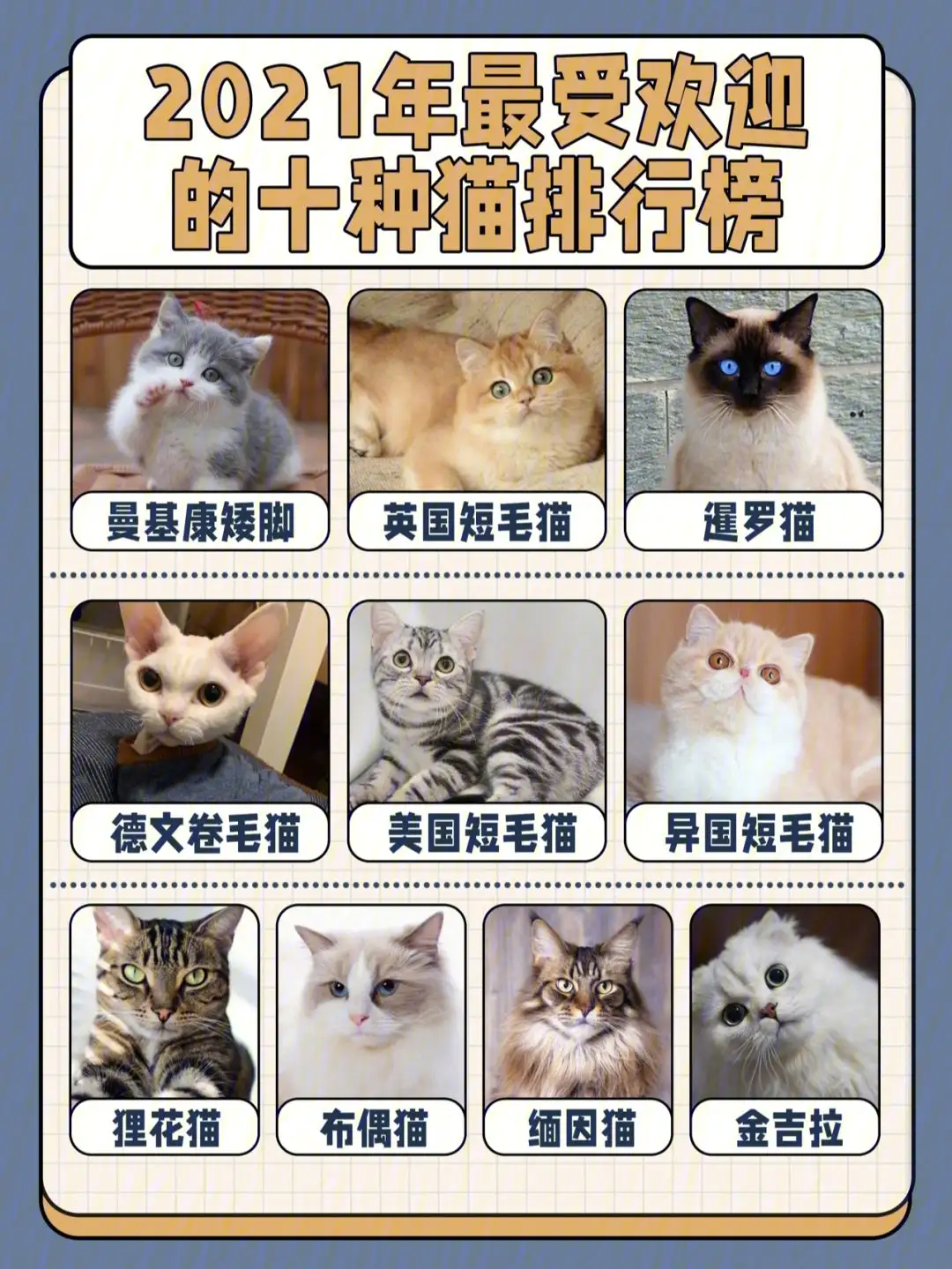 猫咪的品种及价格大全(猫咪的品种及价格大全表)