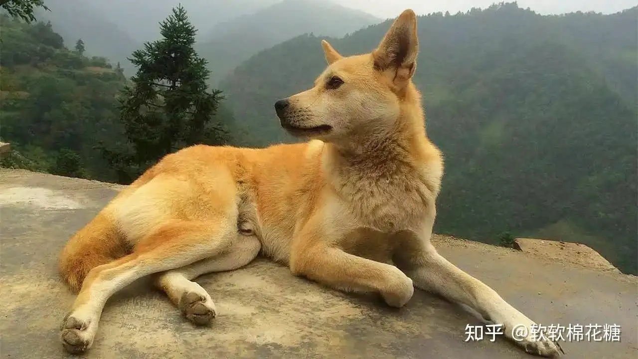 中华田园犬为什么禁养(中华田园犬为什么禁养真的假的)