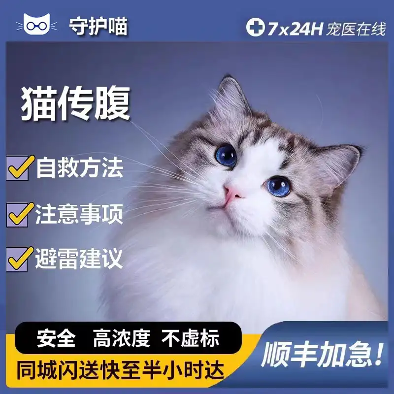 猫传腹复发概率高吗(猫传腹复发可能性高吗)