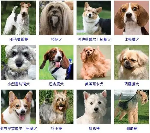 好养的小型犬排名(十种最好养的小型犬图片)