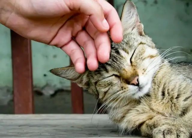 猫总是用头蹭(猫总是用头蹭来蹭去)