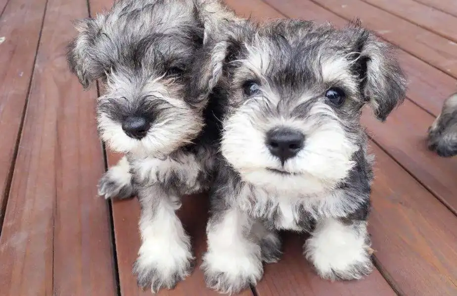 雪纳瑞犬多少钱一只幼犬(雪纳瑞犬多少钱一只幼犬啊)