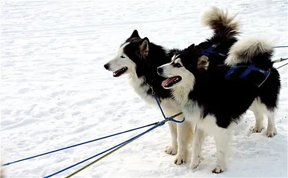 狗拉雪橇是什么狗(狗拉雪橇是什么狗狗)