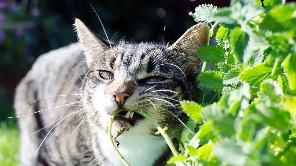 猫吃猫薄荷有害处吗(猫吃猫薄荷有害处吗为什么)