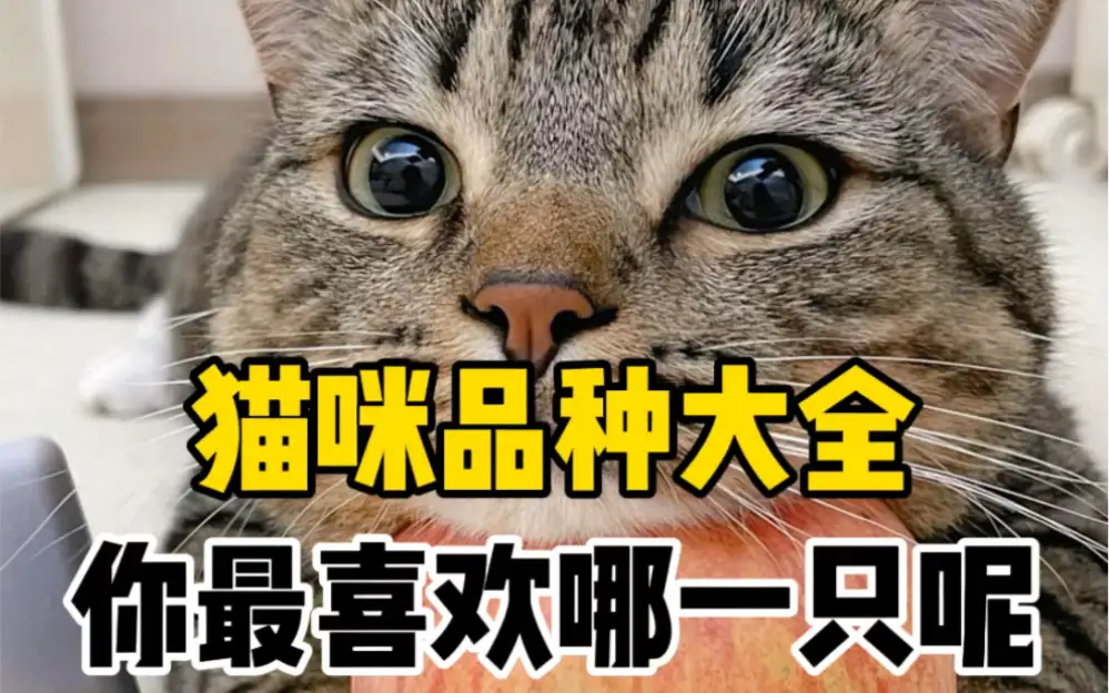 猫猫品种大全及价格(猫品种大全及图片价格表)