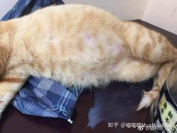 猫猫干性传腹(猫咪得了干性传腹)