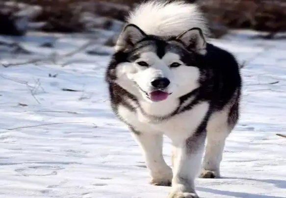 雪橇犬一般是什么狗(雪橇犬一般是什么狗图片)