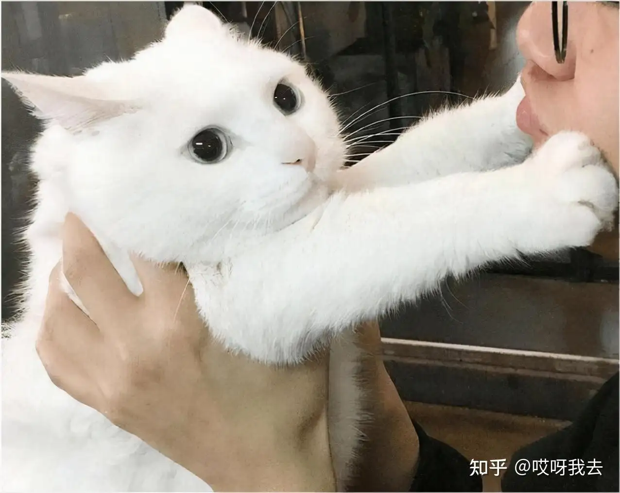 猫咪喜欢亲吻主人(猫咪喜欢亲吻主人嘴巴)