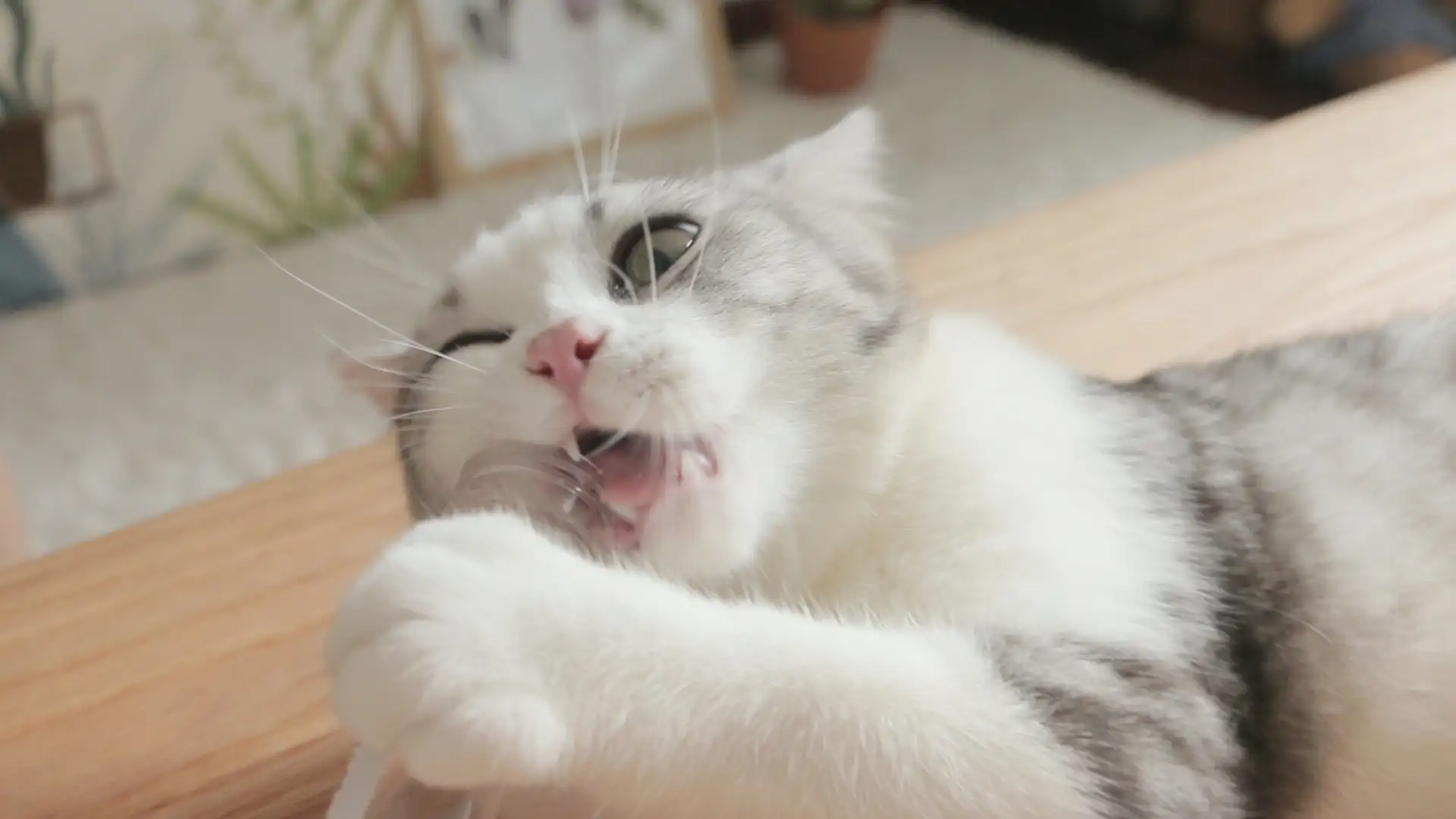 猫闻了猫薄荷像疯了一样(猫吸了猫薄荷多久能缓过来)