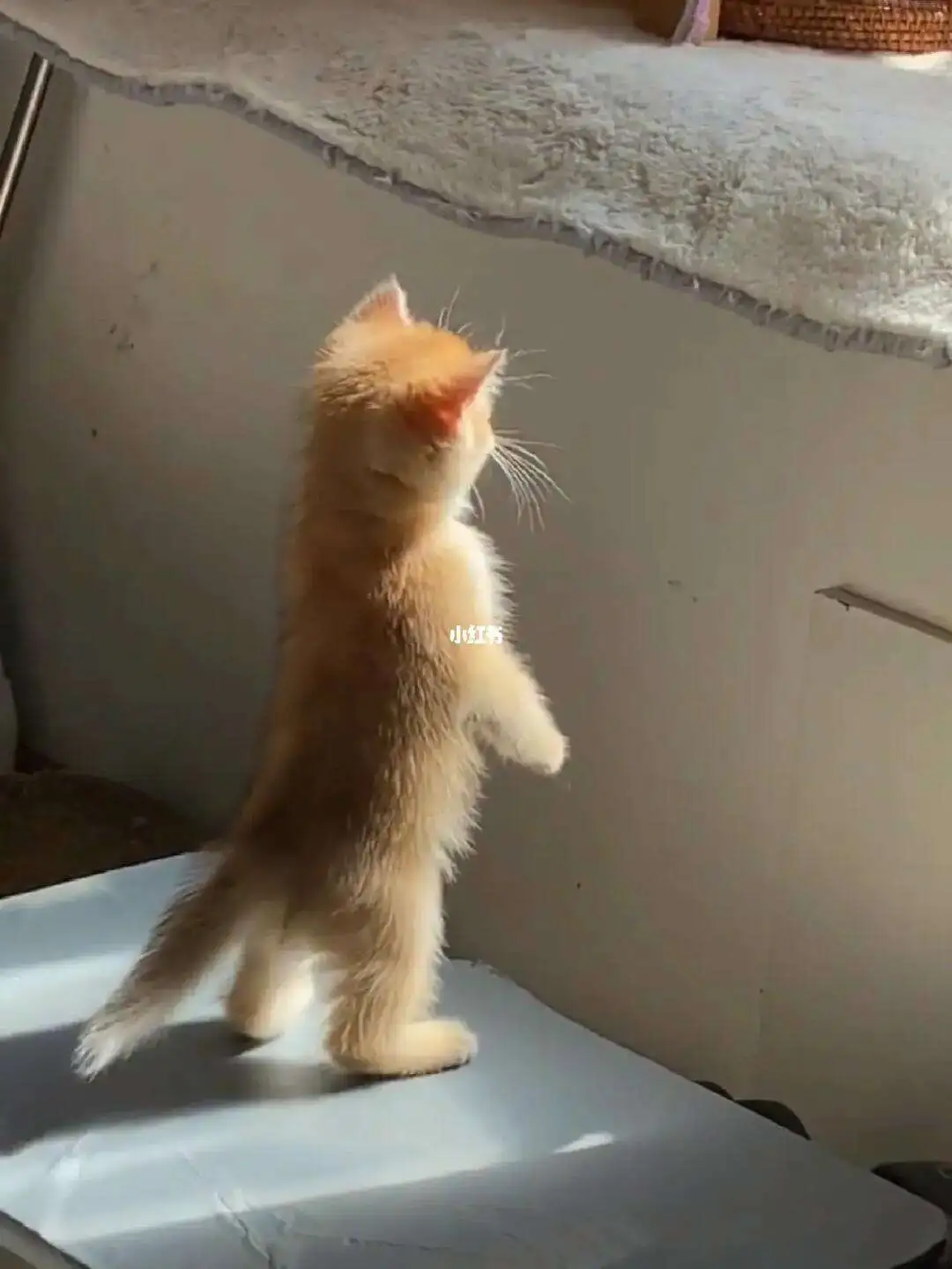 猫狗不喜欢的气味(猫狗不喜欢的气味,室外怎么办)