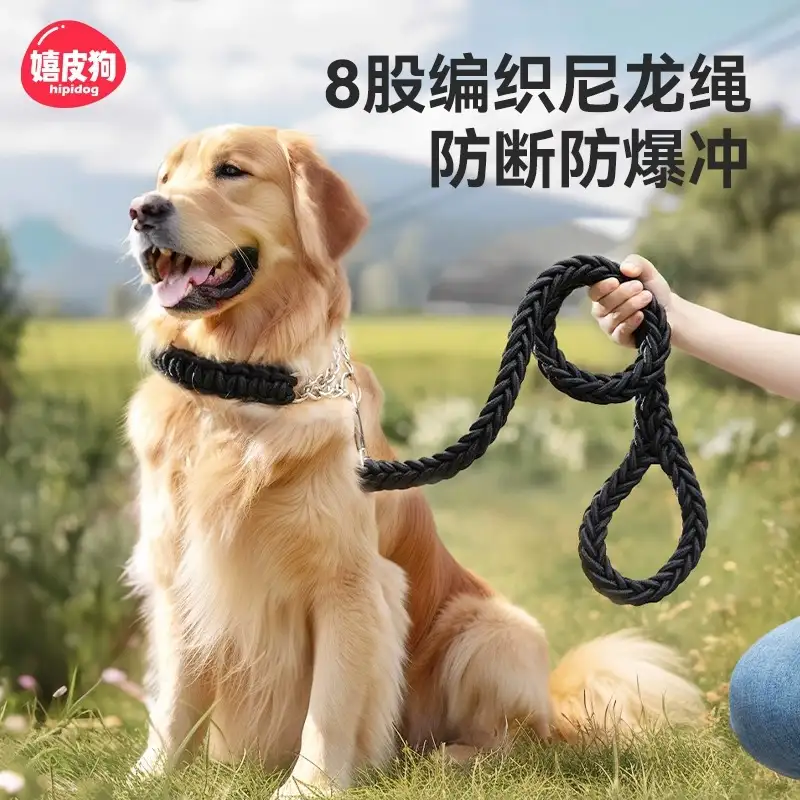 拉布拉多犬和金毛犬的区别(拉布拉多和金毛是一个品种吗狗狗)