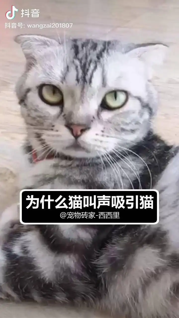 猫咪发出咕噜咕噜的声音是什么意思(猫咪发出咕噜咕噜的声音是什么意思?)