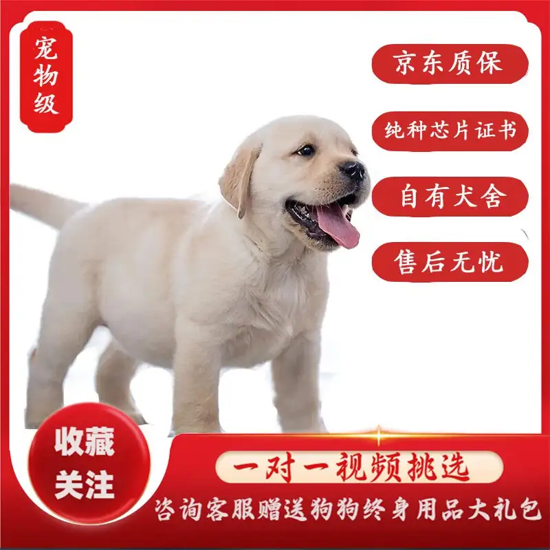 拉布拉多犬狗崽多少钱一只(拉布拉多幼犬市场价多少钱一只)