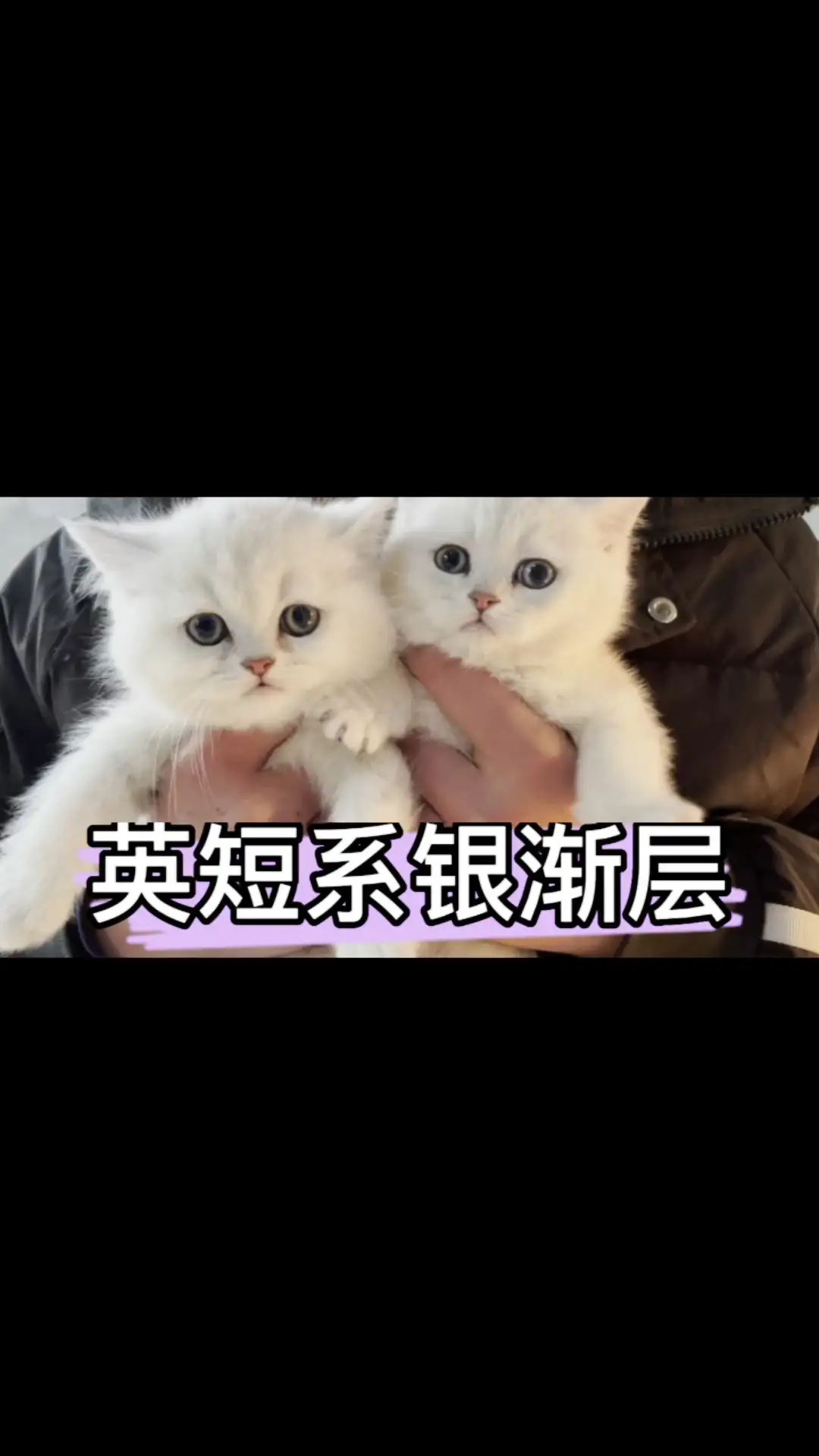 宠物猫治疗价格(宠物猫治病要花多少钱)