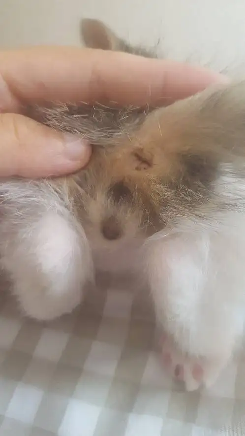 怎么辨别猫是公猫还是母猫(怎样辨别猫咪是公猫还是母猫)