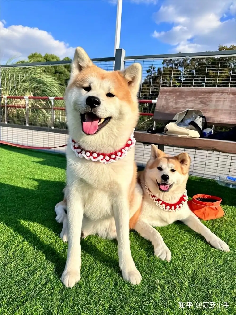 秋田和柴犬的关系(秋田和柴犬的性格区别有哪些)