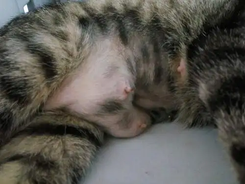 猫咪的妊娠期(猫咪妊娠期注意事项)