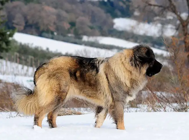 高加索牧羊犬价格(高加索牧羊犬价格多少)