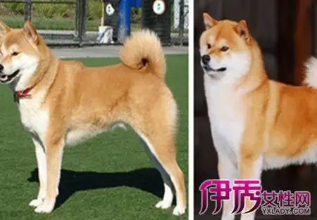 秋田和柴犬的关系(秋田和柴犬的性格区别有哪些)