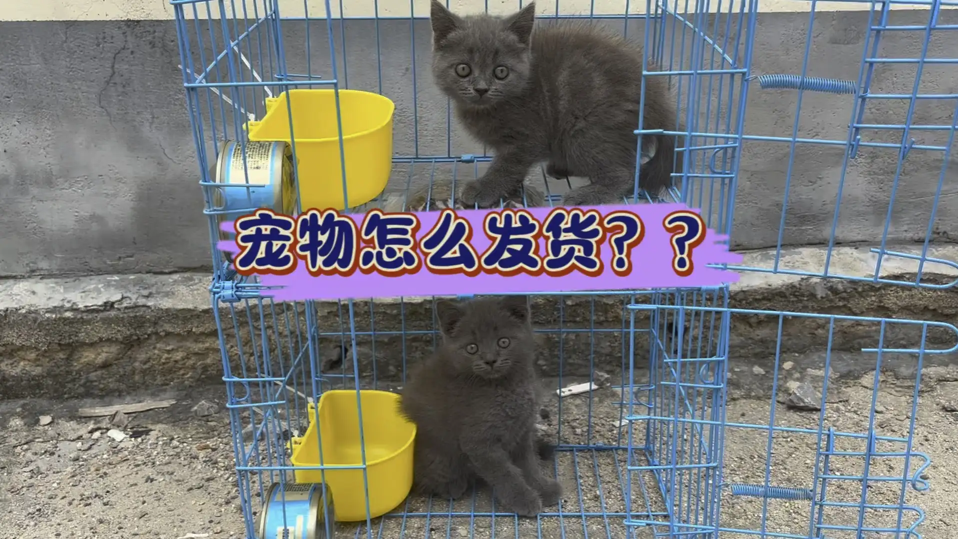 宠物猫治疗价格(宠物猫治病要花多少钱)