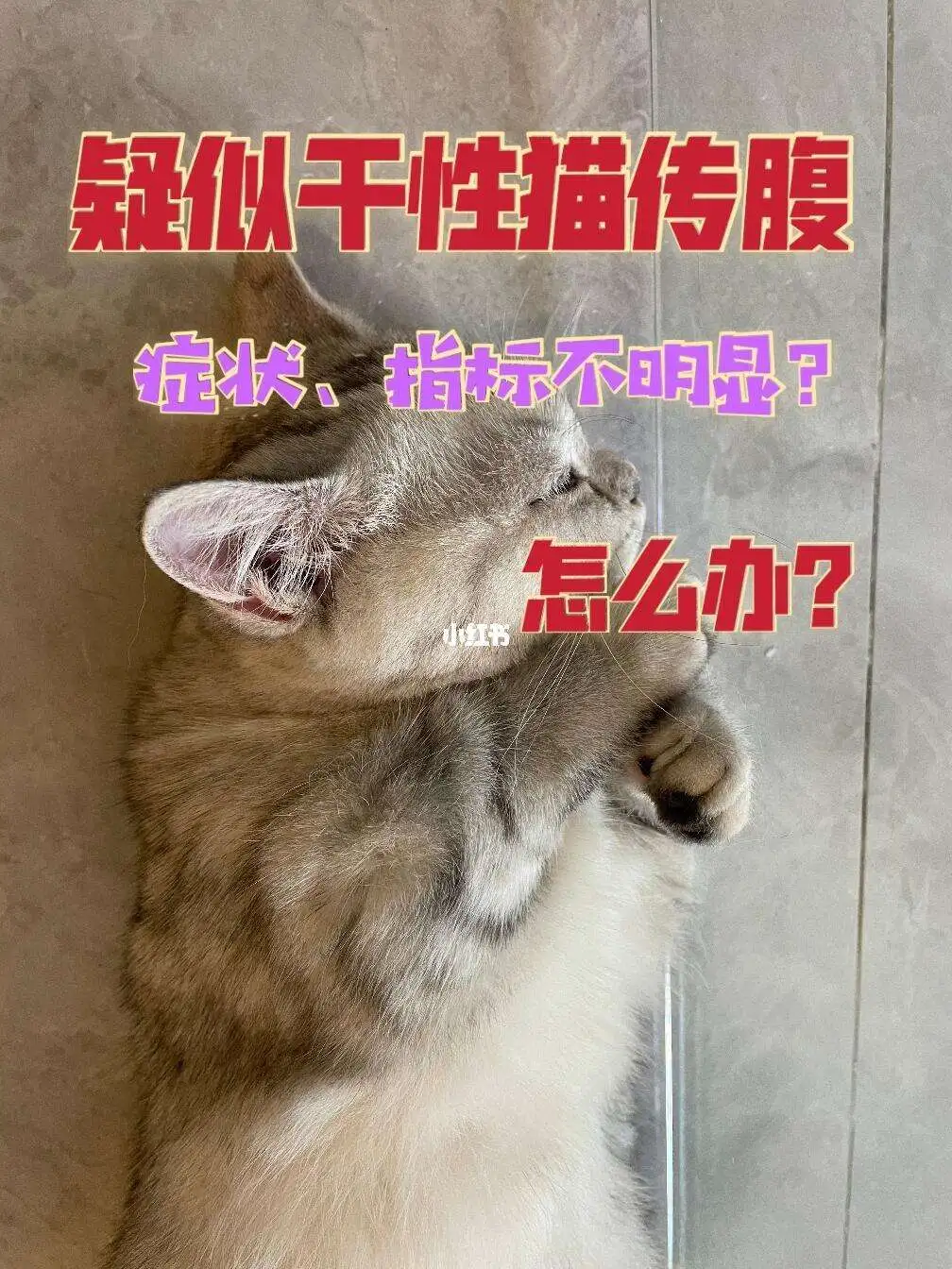 得了猫传腹有什么症状(患有猫传腹的几率大不大)