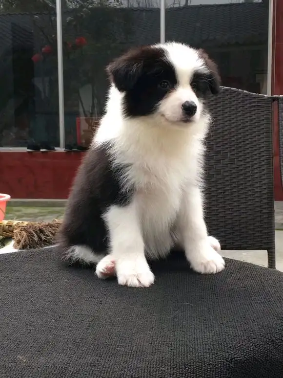 边牧幼犬纯种边境牧羊犬(边牧犬好养吗边境牧羊犬的七大特性分析)