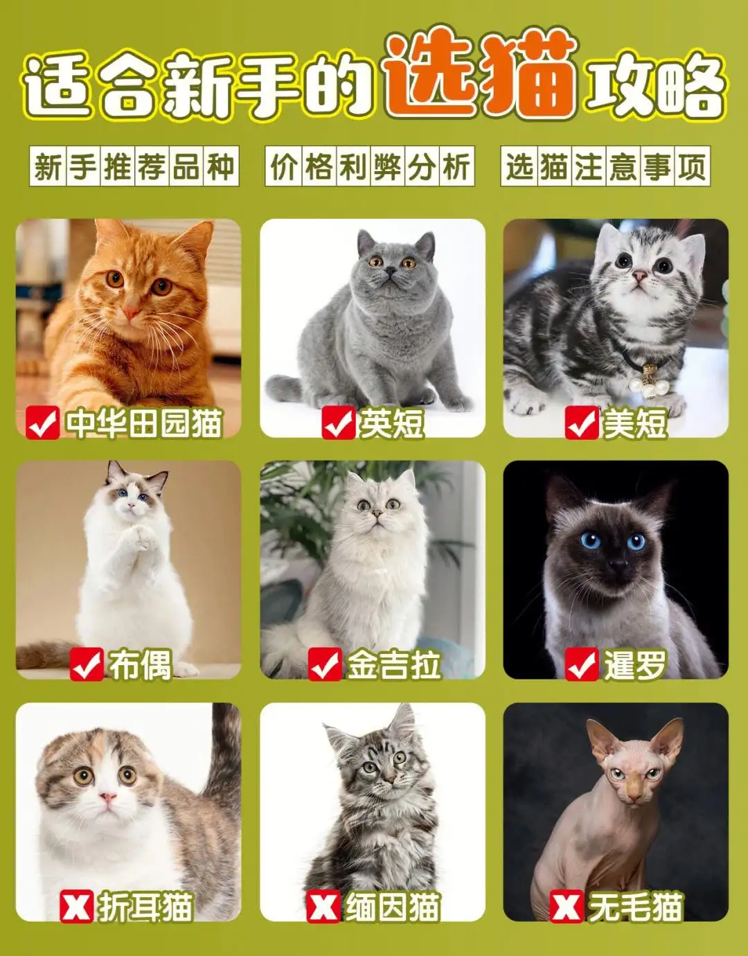 宠物猫的品种与价格(宠物猫的品种价格排行)