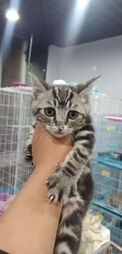 虎斑猫养公猫好还是母猫好(虎斑猫养公猫好还是母猫好一点)