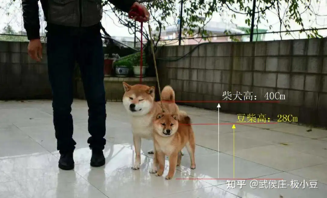 秋田和柴犬的对比图(秋田和柴犬的性格区别有哪些)