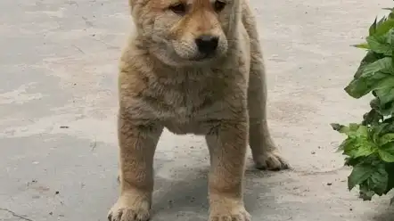 土狗是中华田园犬嘛(土狗中华田园犬是什么样子的)