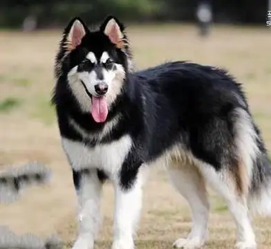 纯种阿拉斯加犬要多少钱(纯种阿拉斯加犬多少钱一只幼崽)