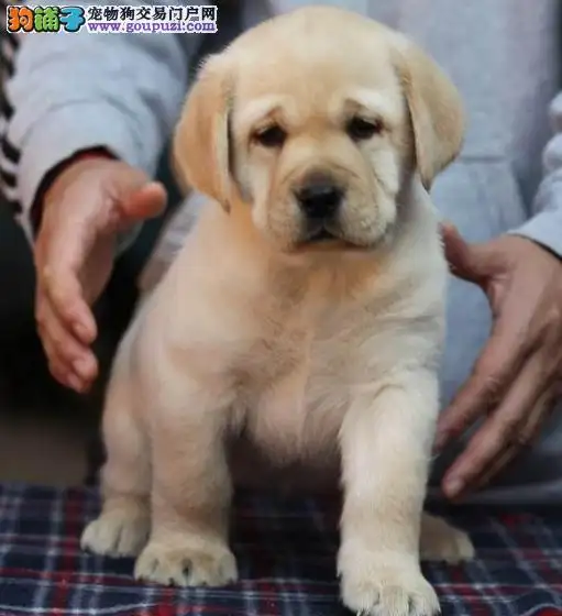 哪里有卖拉布拉多犬幼犬的(哪里有卖拉布拉多犬幼犬的狗)