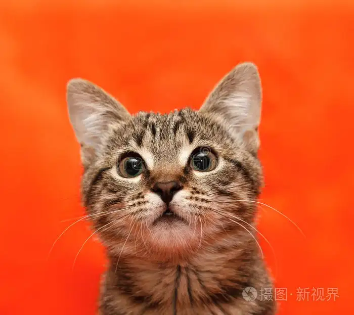 橙色眼睛的猫是什么品种(橙色眼睛的小黑猫是什么品种)