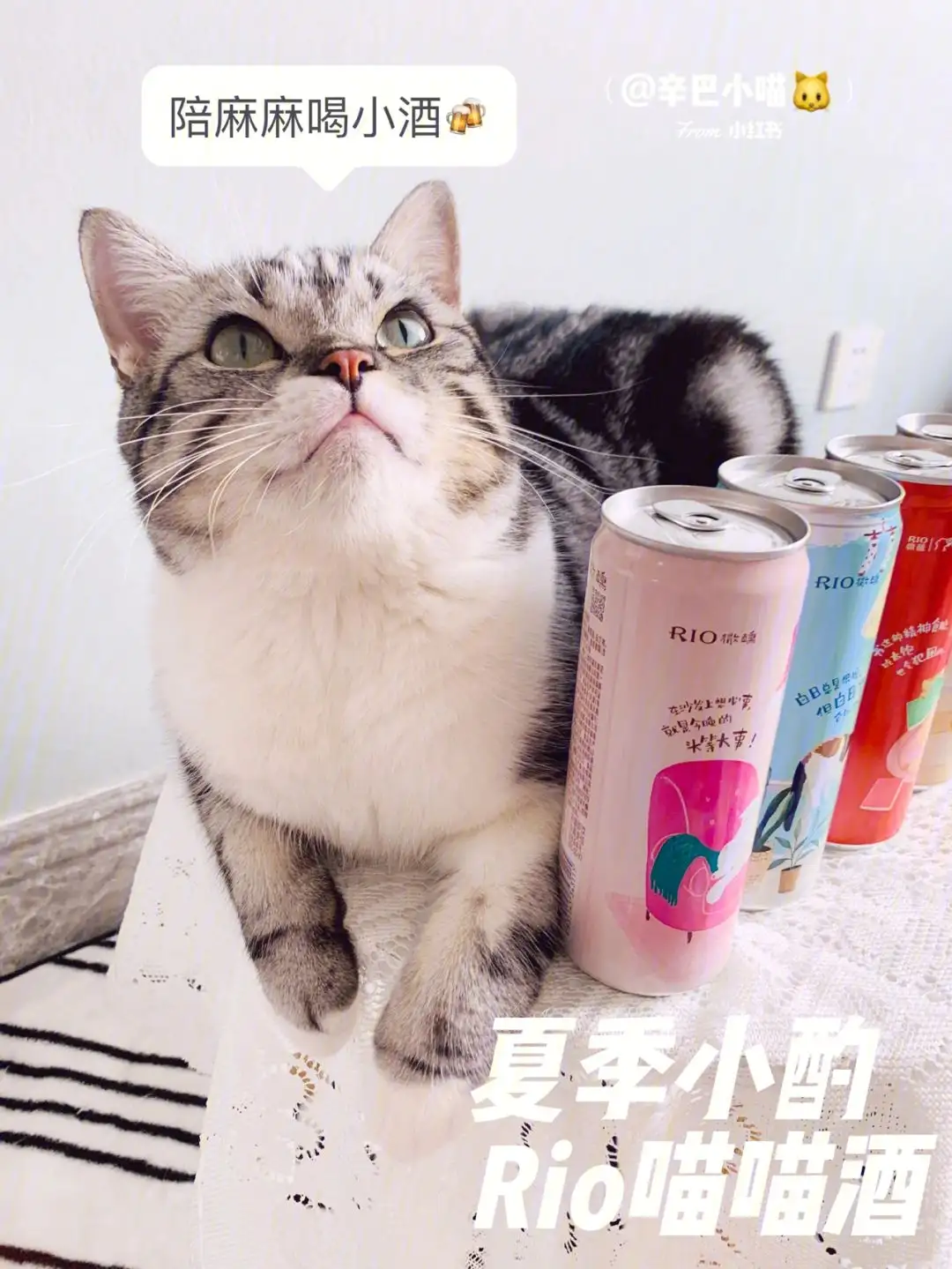 猫可以吃番石榴吗(猫咪能不能吃番石榴)