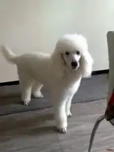 狗是怀孕几个月才会生的(狗是怀孕几个月才会生的宝宝)